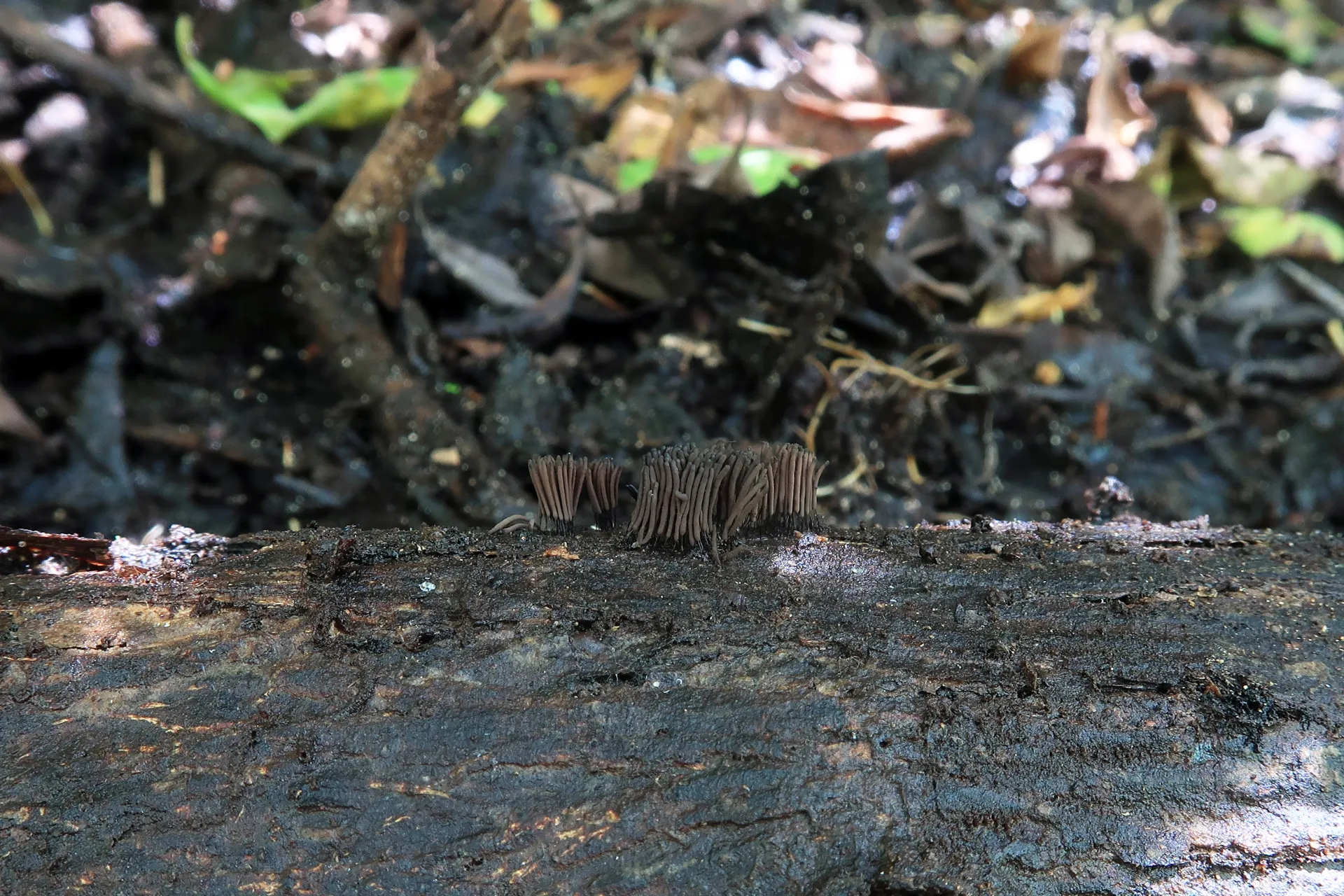 Stemonitis flavogenita - 1 - IMG_5426